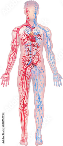 Illustration showing human circulatory system with red arteries and blue veins