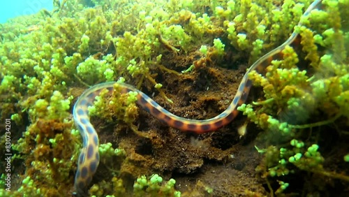 Close-Up Shot Of Coral Reef Snake Moving On Green Plants In Tranquil Sea - Galapagos Islands, Ecuador photo
