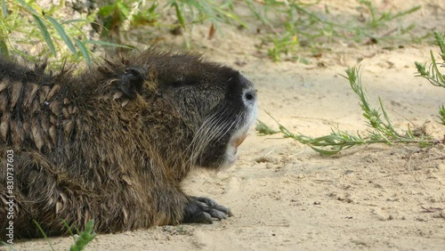 coypu (Myocastor coypus) photo