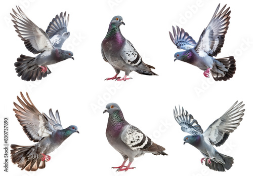 Pigeon fly full body isolate on transparency background PNG