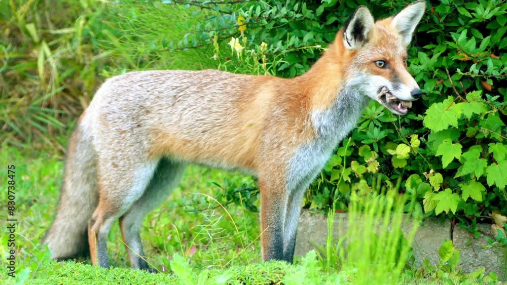 red fox (Vulpes vulpes), largest of true foxes red fox (Vulpes vulpes), largest of true foxes