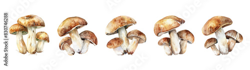 Watercolor set of porcini mushrooms, png. White forest watercolor mushrooms. Vector illustration