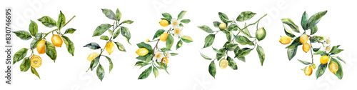 Watercolor Set of branches of a lemon tree png. Lemon tree, fruits and lemon blossom. Vector illustration.