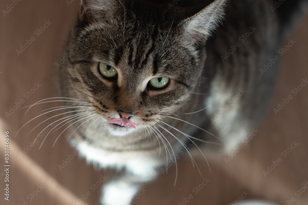 cute cat looks at the camera and licks his lips, bright sunlight falls on the floor and on the cat, top view. 