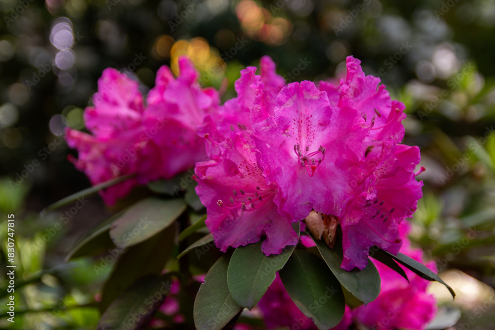 pink rhododendron flowers on a branch close-up pink rhododendron flowers on a branch close-up