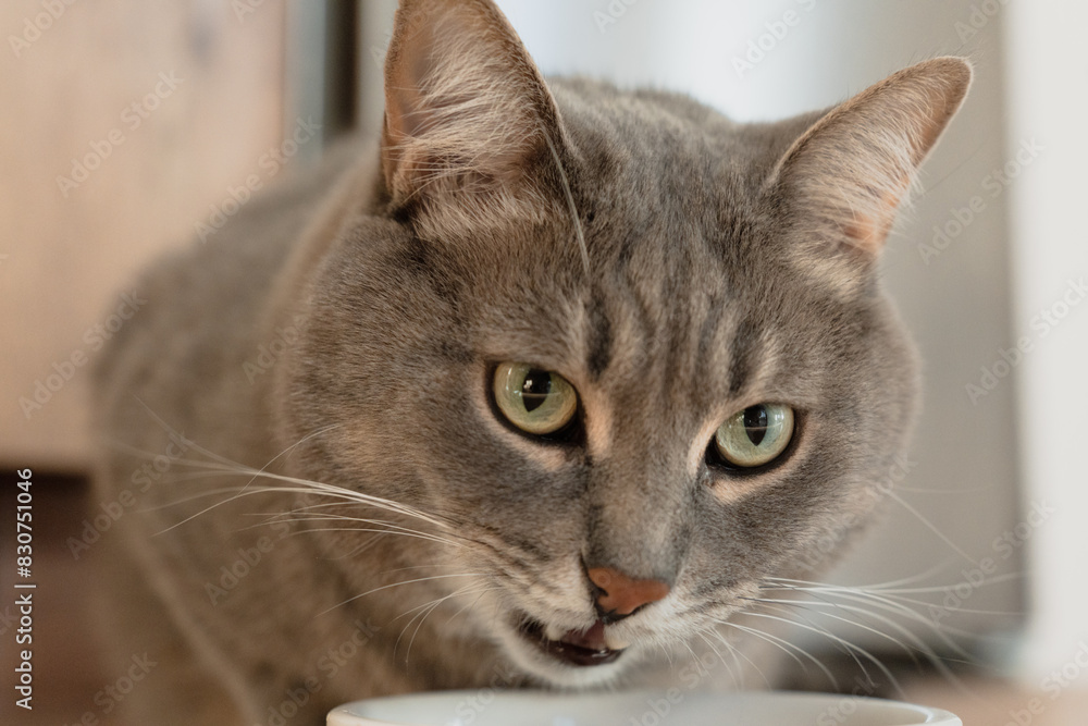 cute grey cat eating from a white bowl and looking at the camera. High quality photo cute grey cat eating from a white bowl and looking at the camera. High quality photo