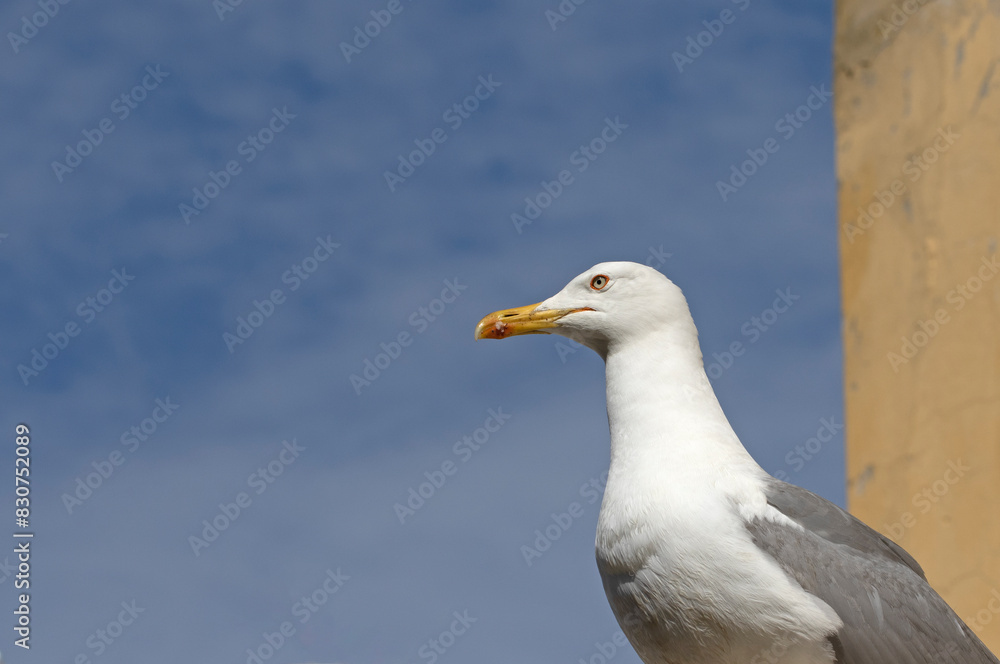 An adult Caspian Gull (Larus cachinnans) on the roof of a building in Buyukada in Ista An adult Caspian Gull (Larus cachinnans) on the roof of a building in Buyukada in Ista