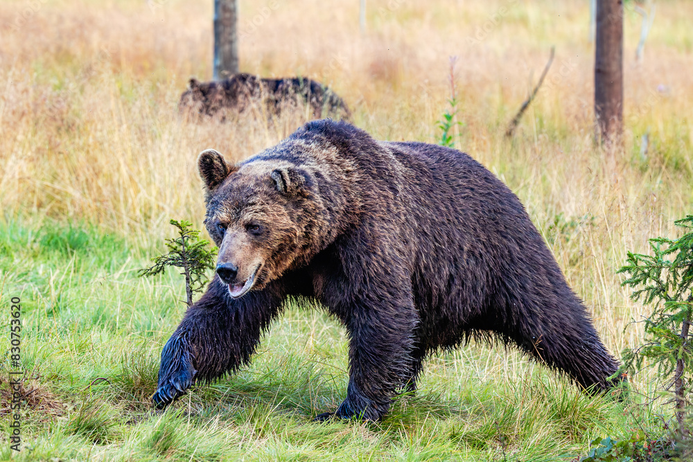 Fototapeta premium brown bear in the forest