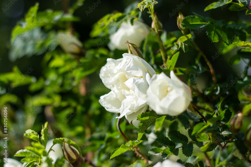 Fototapeta premium A bush characterized by white flowers and green leaves in the Rose family