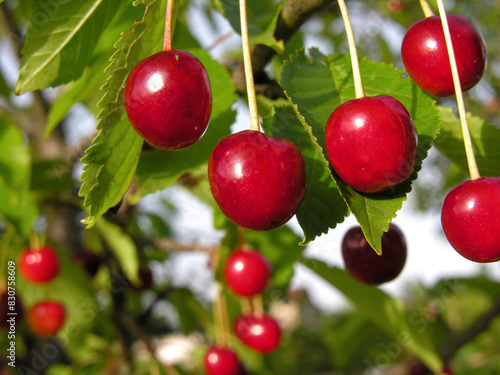  close-up of ripe sweet cherries on a tree in the garden 