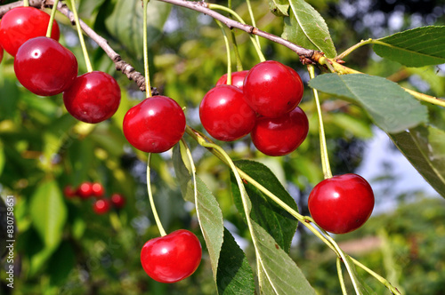  close-up of ripe sweet cherries on a tree in the garden 