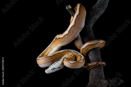 Orange Glow Motley Reticulated Python (Malayopython reticulatus).
The species is a morph python native to Southeast Asia. photo