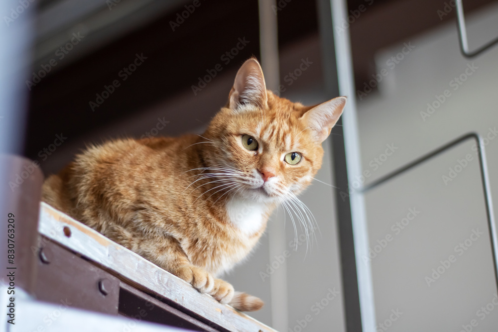 A cat sitting on a shelf looking up at the camera A cat sitting on a shelf looking up at the camera