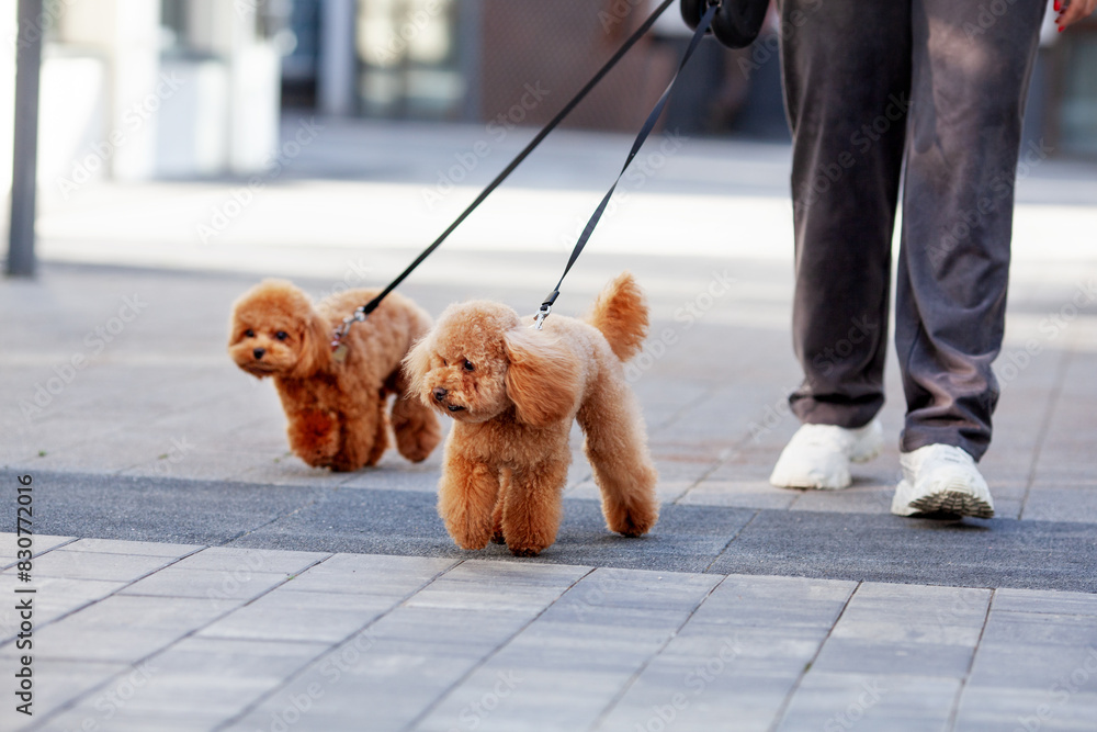 Unrecognizable Person walking two small brown poodles dogs on leashes in urban setting. Poodles trotting along sidewalk, showcasing their fluffy coats, joy of dog walking and urban pet care Unrecognizable Person walking two small brown poodles dogs on leashes in urban setting. Poodles trotting along sidewalk, showcasing their fluffy coats, joy of dog walking and urban pet care