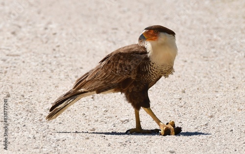 crested caracara eating his prey while standing in the dirt road at san bernard national wildlife refuge near brazoria, on the gulf coast of  texas