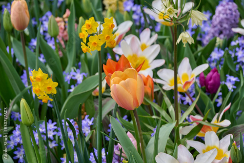 Bild auf Leinwand mix field of tulips, daffodils, hyacinth and chionodoxa