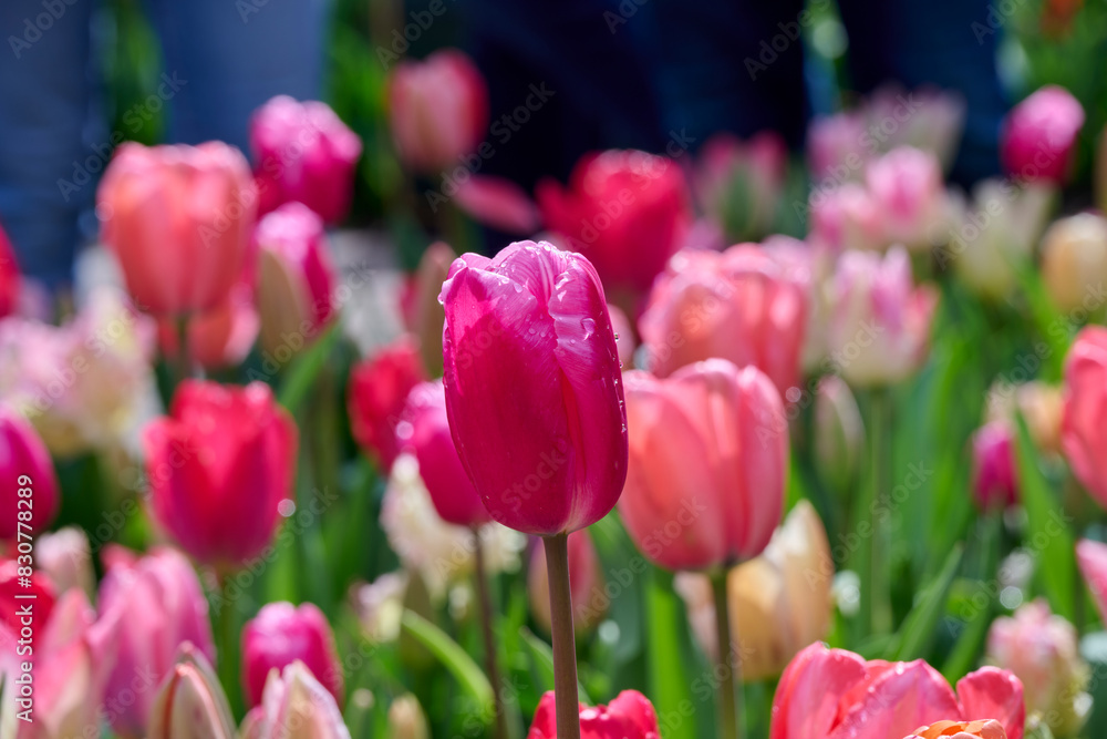 mixed tulips, purple and pink tones after a rain shower