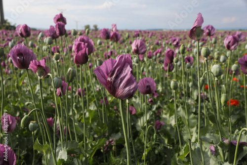 Photography a spring field of Papaver somniferum, commonly known as the opium poppy or bread