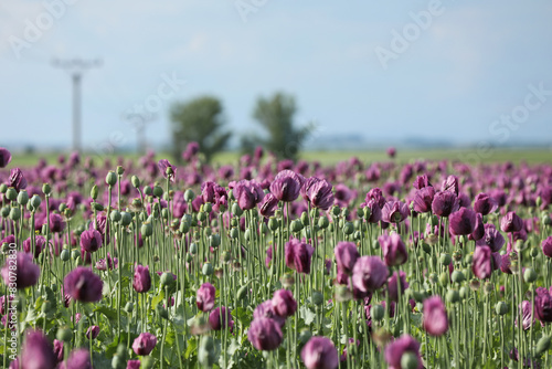 Photography a spring field of Papaver somniferum, commonly known as the opium poppy or bread