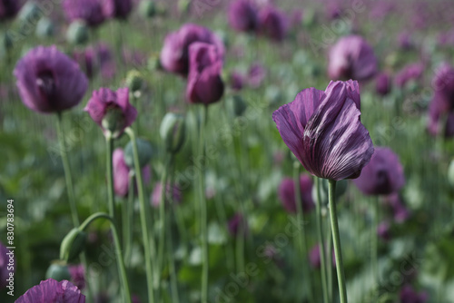 a spring field of Papaver somniferum, commonly known as the opium poppy or breadseed poppy photo