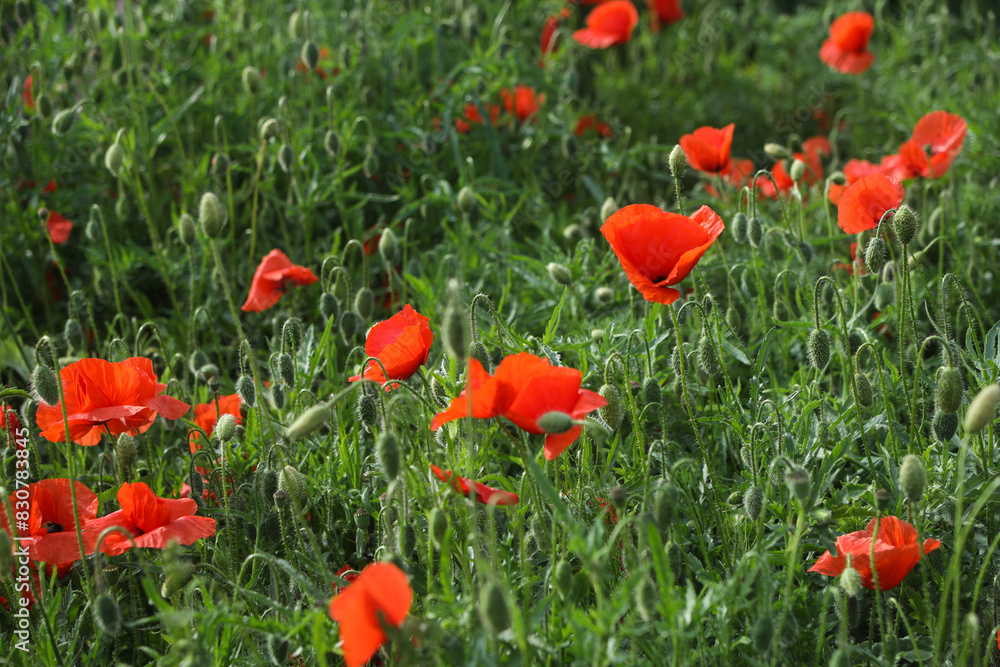 Papaver rhoeas, with common names including common poppy, corn poppy, corn rose, field poppy, Flanders poppy, and red poppy Papaver rhoeas, with common names including common poppy, corn poppy, corn rose, field poppy, Flanders poppy, and red poppy