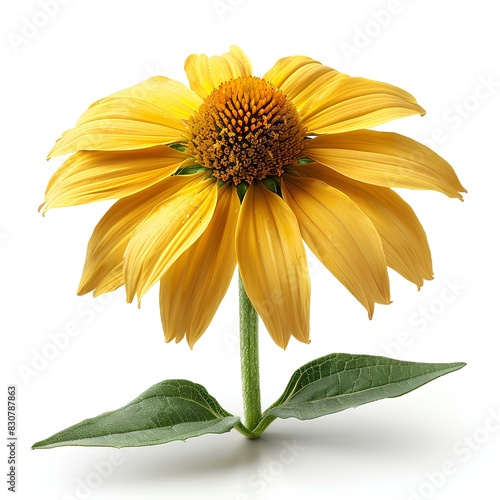 Yellow coneflower isolated on white background with shadow. Summertime bloom of coneflowers. Yellow summer flower photo