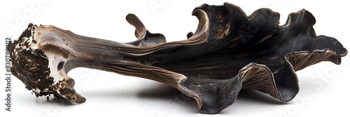 Black Trumpet Mushroom isolated on white,
Dried Black trumpet mushroom isolated
 photo