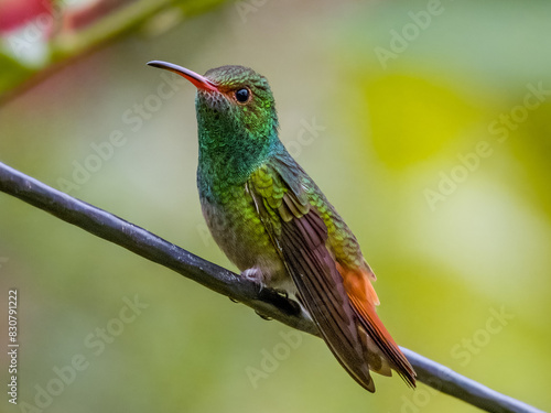 Rufous-tailed Hummingbird in Costa Rica photo