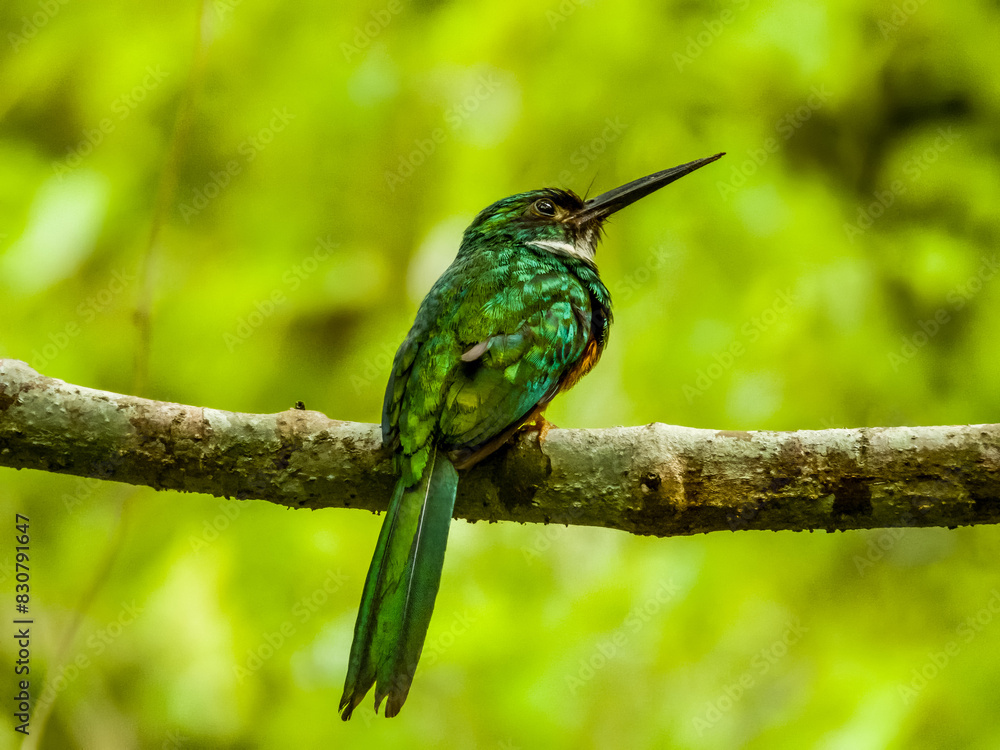 Rufous-tailed Jacamar in Costa Rica Rufous-tailed Jacamar in Costa Rica