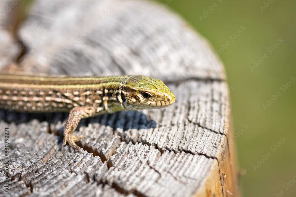 Obraz premium Portrait of a gray-green lizard outdoors