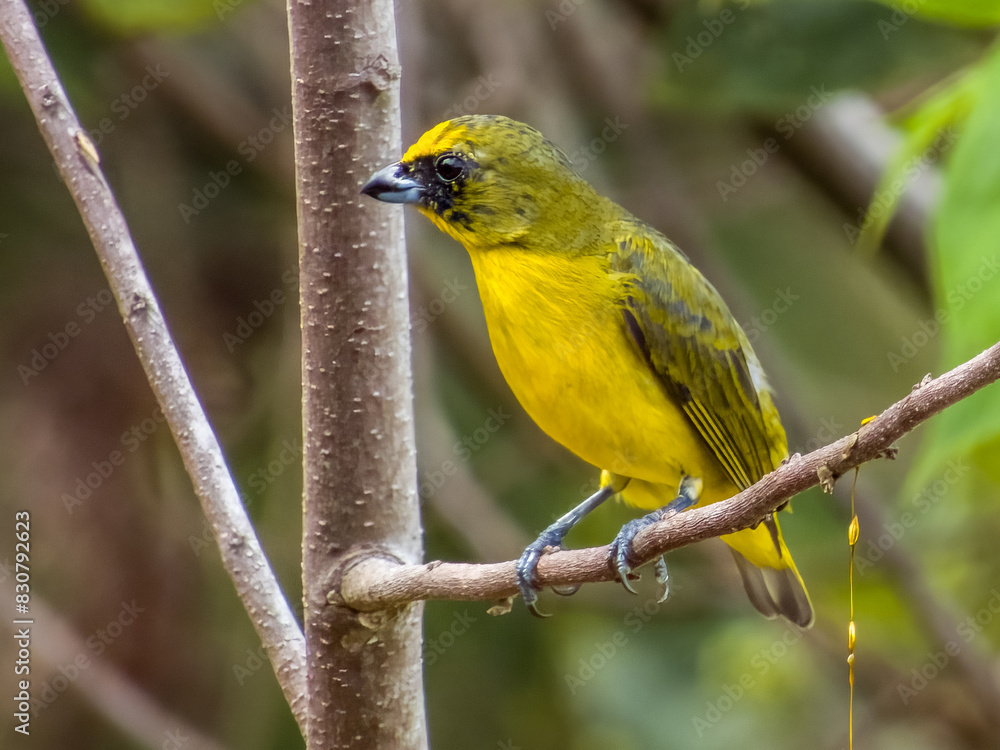 Thick-billed Euphonia in Costa Rica Thick-billed Euphonia in Costa Rica