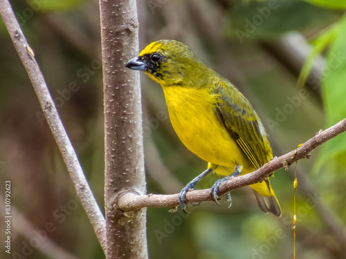 Thick-billed Euphonia in Costa Rica photo