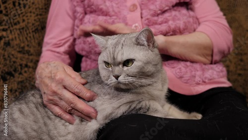Close-up of an elderly woman sitting on the couch with a cat. Wrinkled hands of a woman stroking a cat.