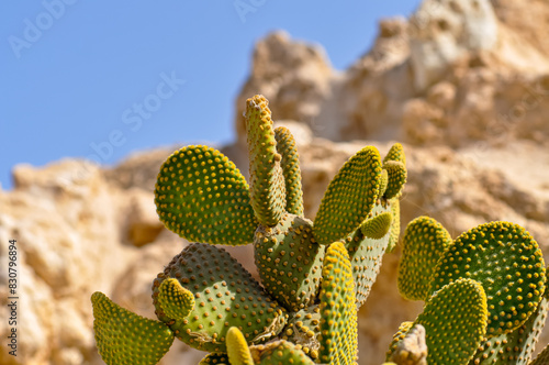A spiny cactus grows in the desert of Egypt photo