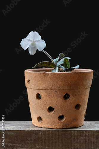 Closeup vertical view of white blooming lady slipper orchid paphiopedilum niveum in pot isolated on black background photo