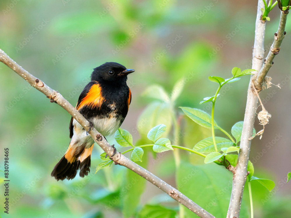 Fototapeta premium American Redstart bird perched on a branch in a forest.