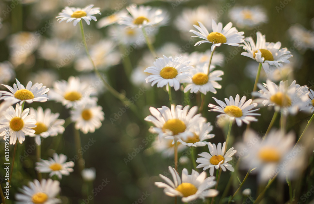 Obraz premium chamomile flowers, summer evening at sunset 