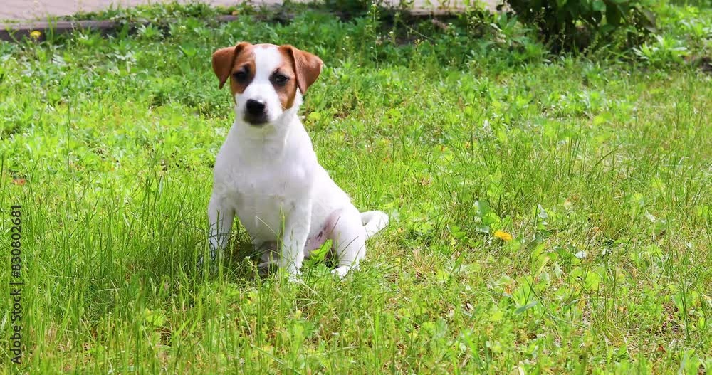 beautiful Jack Russell terrier puppy sitting on the grass on a sunny day beautiful Jack Russell terrier puppy sitting on the grass on a sunny day