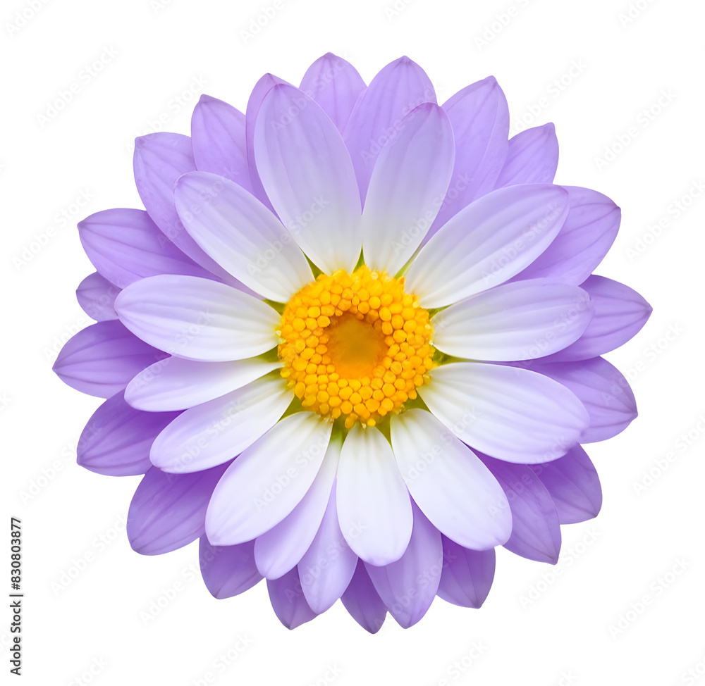 purple and white flower isolated on transparent background, extracted, png file purple and white flower isolated on transparent background, extracted, png file