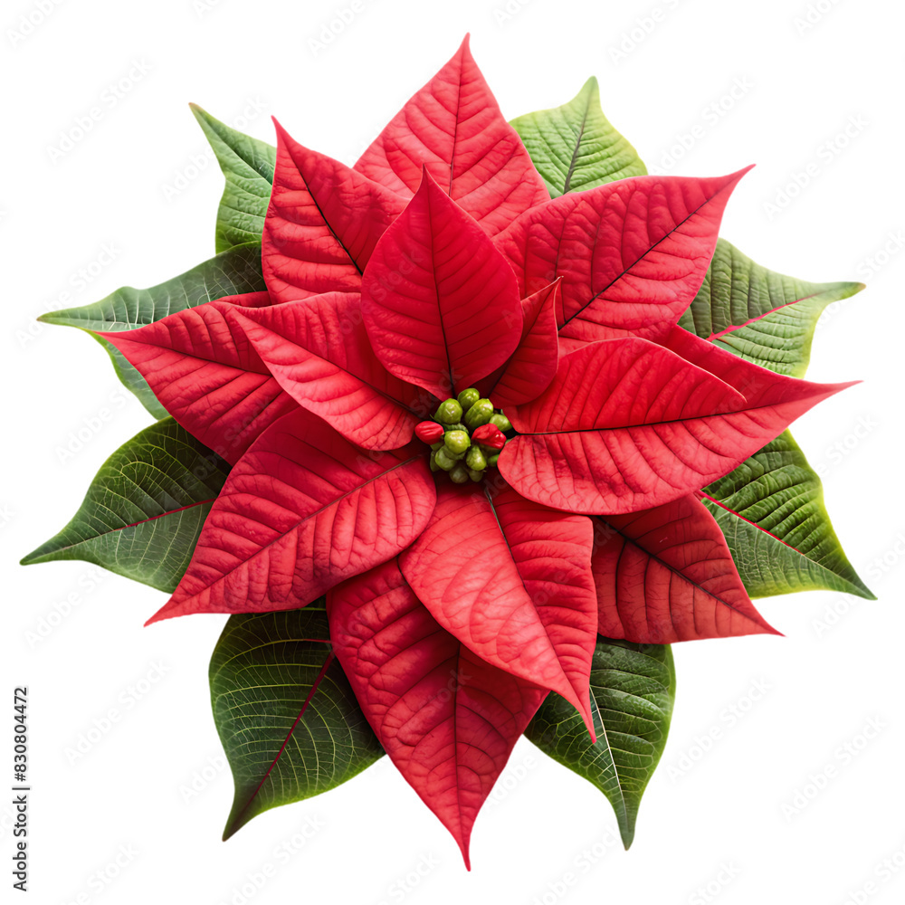 Holly flower isolated on transparent background Holly flower isolated on transparent background
