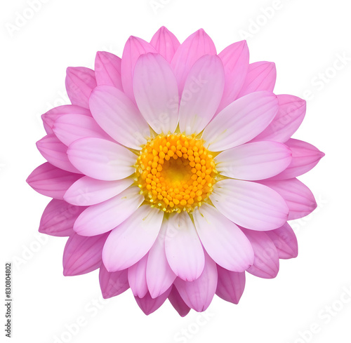 pink flower isolated on transparent background, extracted, png file