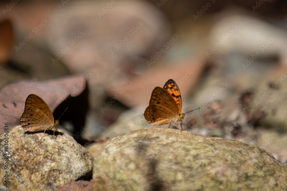Cirrochroa, commonly called yeomen, is a genus of butterflies of the subfamily Heliconiinae in the family Nymphalidae found in southeast Asia. Cirrochroa, commonly called yeomen, is a genus of butterflies of the subfamily Heliconiinae in the family Nymphalidae found in southeast Asia.