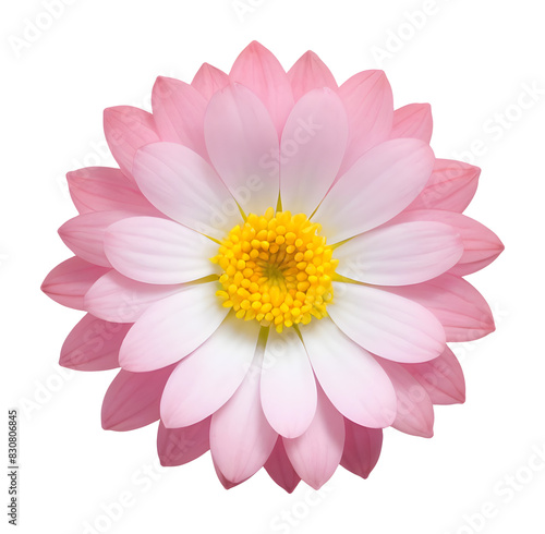 pink flower isolated on transparent background, extracted, png file