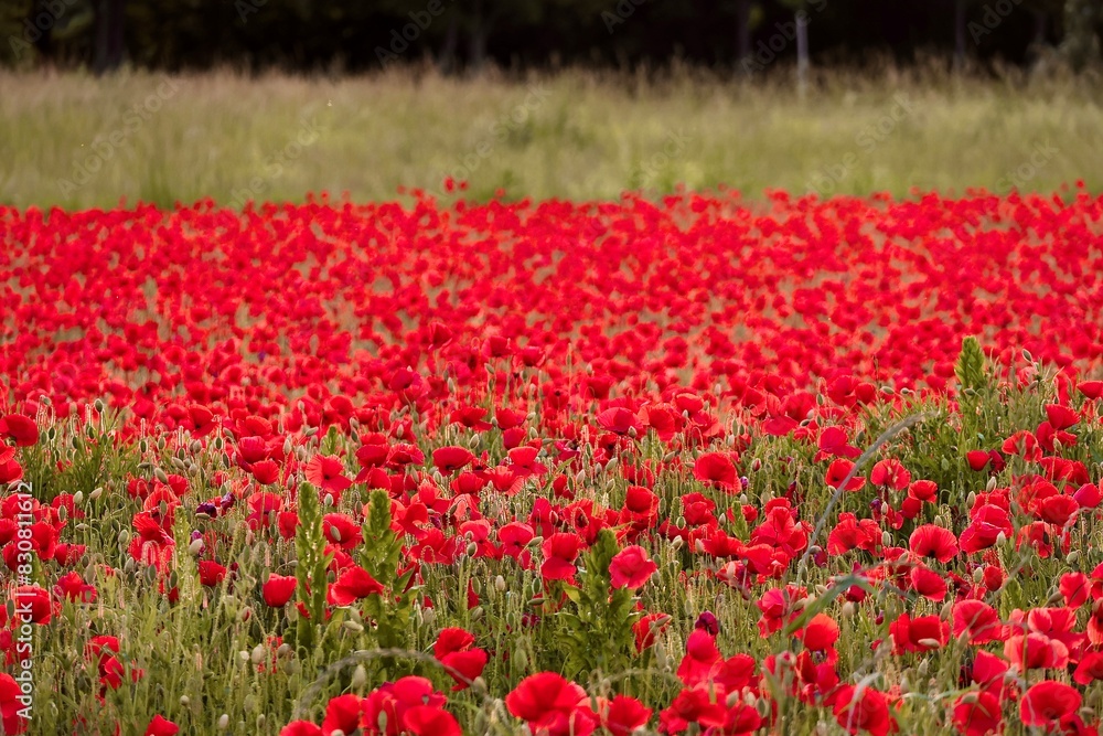 red poppy flower field symbolizing young love and new relationship red poppy flower field symbolizing young love and new relationship