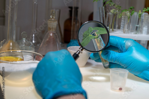 A researcher's hand holds a magnifying glass while examining soybean sprouts against the background of a table with test tubes