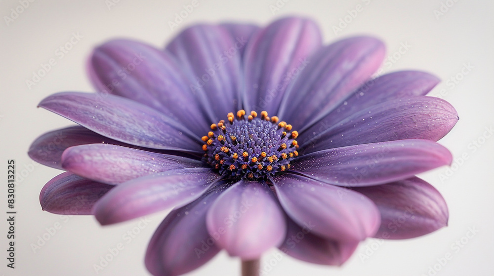 Close Up of Purple Flower on White Background Close Up of Purple Flower on White Background