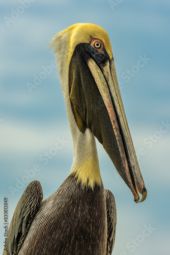 Brown pelican on the Pacific coast of Costa Rica. Portrait shot of his large beak.