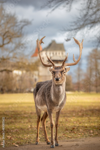 Fototapeta Naklejka Na Ścianę i Meble -  Front Portrait of European Fallow Deer with Castle Blatna and Cloudy Sky. Shallow Depth of Field of Male Buck with Antlers in Czech Republic.