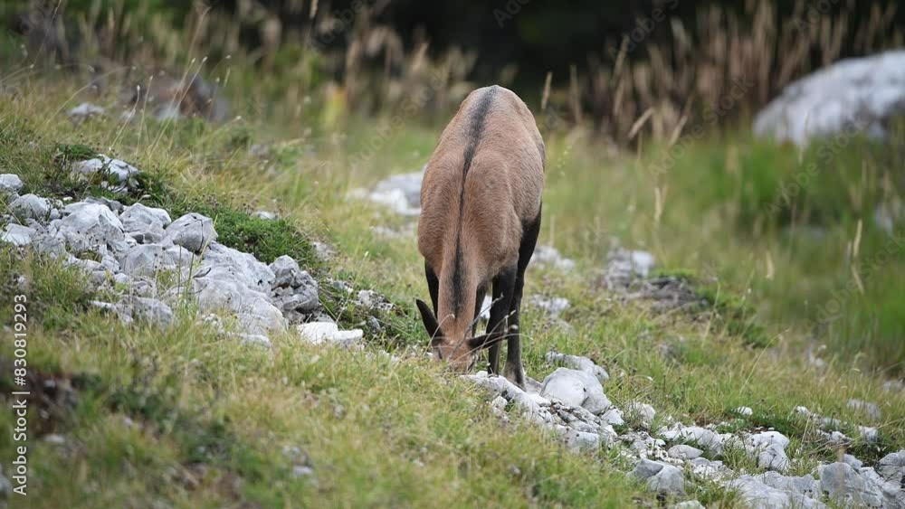 Chamois (Rupicapra rupicapra) femelle en été se délectant sur une pierre à sel. Alpes. France Chamois (Rupicapra rupicapra) femelle en été se délectant sur une pierre à sel. Alpes. France