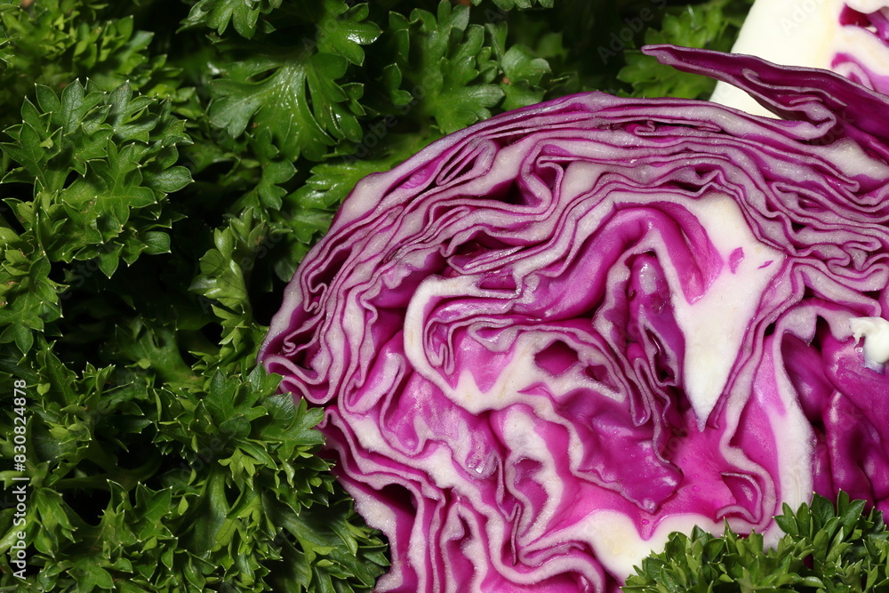 Obraz premium Half of red cabbage in green parsley leaf background